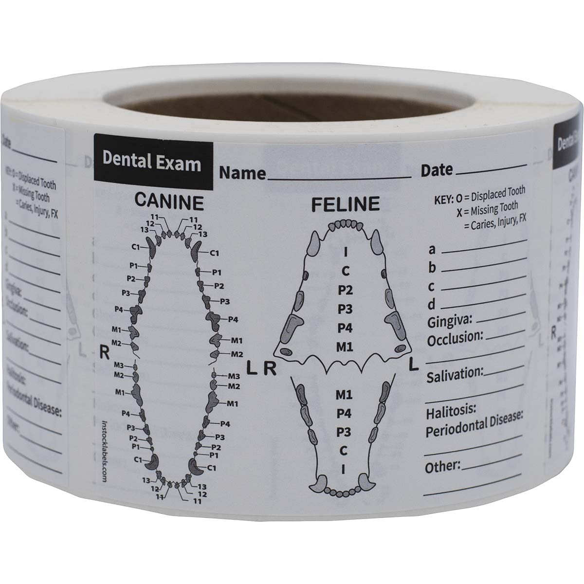 Amazon.com: Canine and Feline Dental Exam Veterinary Labels